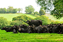 Domestic Water Buffalo (Bubalus bubalis)  herd in field, at Laverstoke Park Farm, Hampshire, UK, September.