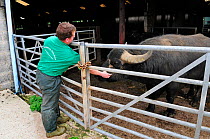 Farmer with Domestic Water buffalo (Bubalus bubalis) at Laverstoke Park Farm, Hampshire, UK, September.