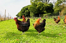 Free range chickens at Laverstoke Park Farm, Hampshire, UK, September.