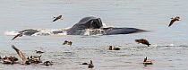 Blue whale (Balaenoptera musculus) feeding by surface skimming with mouth agape, brown pelicans (Pelecanus occidentalis) joining the frenzy, CONANP protected area, Baja Sur, Sea of Cortez, Mexico. Feb...