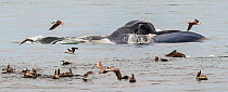 Blue whale (Balaenoptera musculus) feeding by surface skimming with mouth agape, brown pelicans (Pelecanus occidentalis) joining the frenzy, CONANP protected area, Baja Sur, Sea of Cortez, Mexico. Feb...