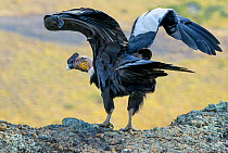 Male Andean Condor (Vultur gryphus) flapping wings, Los Cuernos Peaks, Torres del Paine, Chile. March.