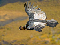 Male Andean Condor (Vultur gryphus) flying, Los Cuernos Peaks, Torres del Paine, Chile. March.
