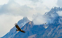 Male Andean Condor (Vultur gryphus) flying amongst the clouds, Los Cuernos Peaks, Torres del Paine, Chile. March.