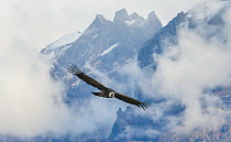 Male Andean Condor (Vultur gryphus) flying amongst the clouds, Los Cuernos Peaks, Torres del Paine, Chile. March.