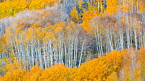 Aspen trees (Populus tremuloides) in autumn, Dixie National Forest, Boulder Mountain, Utah, USA. October 2013.