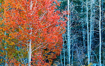 Aspen trees (Populus tremuloides) in autumn, Dixie National Forest, Boulder Mountain, Utah, USA. October 2013.