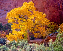 Cottonwood (Populus fremontii) in autumn, Long Canyon, Grand Staircase-Escalante National Monument, Utah, USA. October 2013.
