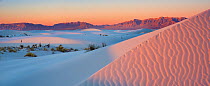 White gypsum sand dunes studded with yuccas (Yucca elata) in morning light, White Sands National Park, New Mexico. January 2014.