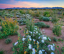 White flowering birdcage evening primrose (Oenothera deltoides), yellow evening primrose (Oenothera primiveris) and Coulter's globemallow (Sphaeralcea coulteri) with the Sierra Pinta Mountains in the...