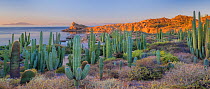 Cardon cactus (Pachycereus pringlei) and Biznaga/Barrel cactus (Ferocactus diguetii),growing at the edge of the sea, CONANP protected area.Catalina Island, Sea of Cortez, Baja Sur, Mexico. February 20...