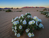 Night blooming birdcage evening primrose (Oenothera deltoides) with the Sheep Hole Mountains in the background at sunset, BLM (Bureau of Land Management) land, Mojave Desert, California. March 2014.
