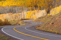 Road winding through aspen trees (Populus tremuloides) in autumn, Dixie National Forest, Boulder Mountain, Utah. October 2013.