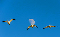 Snow geese (Anser caerulescens) flying toward their gathering pond, with moon in the background,  Boque del Apache National Wildlife Refuge, New Mexico. December.