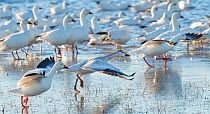 Snow geese (Anser caerulescens) flock taking off at dawn. Bosque del Apache National Wildlife Refuge, New Mexico. December.