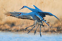 Sandhill cranes (Grus canadensis) landing at pond at Bosque del Apache National Wildlife Refuge, New Mexico. January.