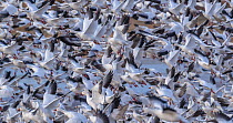 Snow geese (Anser caerulescens) flock landing and taking off at Bosque del Apache National Wildlife Refuge, New Mexico. January.