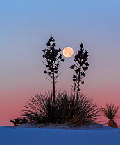 Yuccas (Yucca elata) silhouetted against the moon and morning light, White Sands National Park, New Mexico. January.