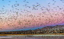Snow geese (Anser caerulescens) flock landing and taking off. Snow geese and sandhill cranes (Grus canadensis) yet to leave remain on the ice covered pond, Bosque del Apache National Wildlife Refuge,...