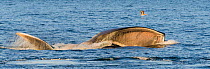 Blue whale (Balaenoptera musculus) feeding by surface skimming with mouth wide open,  CONANP protected area, Baj Sur, Sea of Cortez, Mexico. February.