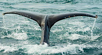 Humpback whale (Megaptera novaeangliae) fluke marked with barnacle attachments, CONANP protected area, Baja Sur, Sea of Cortez, Mexico. February.