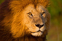 Head portrait of male Lion (Panthera leo), Masai Mara, Kenya.