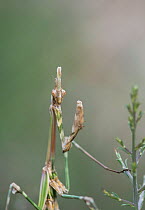 Conehead mantis (Empusa pennata), Provence, France, May.