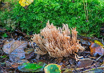 Upright Coral Fungus (Ramaria stricta), Surrey, UK, October.