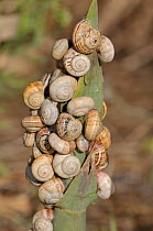 Group of Sandhill snails (Theba pisana), Estremadura, Portugal, September.
