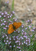Small Pearl Bordered Fritillary (Boloria selene) on flowers, Provence, France, May.