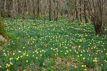 Wild Daffodil (Narcissus pseudonarcissus) flowering in hazel coppiced woodland, West Dean Woods, Sussex, UK, March.