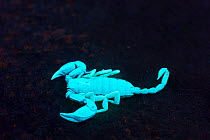 Yellow-Tailed Scorpion (Euscorpius flavicaudis) under UV light, Provence, France.