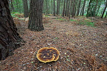 Dyer's Mazegill Fungus (Phaeolus schweinitzii) growing on root of Scots Pine tree. Surrey, UK, October.
