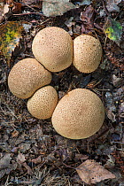 Common Earthball (Scleroderma citrinum), Surrey, UK, September.