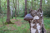 Tinder Bracket Fungus (Fomes fomentarius) on Birch (Betula) stump, Surrey, UK, October.