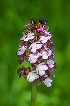 Lady Orchid (Orchis purpurea), Provence, in flower, France, May.