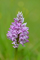 Military Orchid (Orchis militaris), in flower, Provence, France, May.