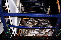Hopper filled with Cod (Gadus morhua) and Saithe (Pollachius virens) on board a North Sea trawler, February 2014. All non-editorial uses must be cleared individually.