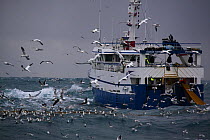 Fishing vessel 'Ocean Harvest' retrieving net, surrounded by Gannets (Morus bassanus) and a variety of gulls, while fishing on the North Sea, February 2014. All non-editorial uses must be cleared indi...