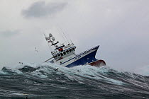 Fishing vessel 'Ocean Harvest' riding out stormy weather on the North Sea, January 2014. All non-editorial uses must be cleared individually.