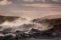 Heavy seas battering the coastline of north-east Scotland during a winter storm, January 2014. All non-editorial uses must be cleared individually.