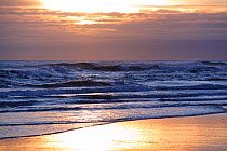 Surf breaking onto beach at sunrise, near Rattray Head, north-east Scotland, January 2014. All non-editorial uses must be cleared individually.