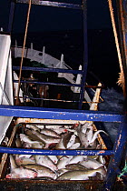 Hopper filled with Cod (Gadus morhua) on board a North Sea trawler, February 2014. All non-editorial uses must be cleared individually.
