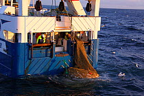 Fishermen winch a catch of Cod (Gadus morhua) on board the North Sea trawler 'Ocean Harvest', March 2014. Property released. All non-editorial uses must be cleared individually.