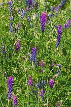 Tufted Vetch (Vicia cracca) Greenwich Peninsula Ecology Park July