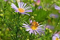 Wild Asters with honeybee (Aster Sp) Ladywell Fields, Lewisham, South East London, England, UK, September.