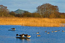 Canada geese (Branta canadensis) on water at Ham Wall RSPB Reserve, part of the Avalon Marshes Complex which has been created from abandoned peat-extraction works. Glastonbury Tor visible beyond. Some...
