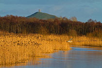 Grey heron (Ardea cinerea) in flight at Ham Wall RSPB Reserve, part of the Avalon Marshes Complex which has been created from abandoned peat-extraction works. Glastonbury Tor visible beyond. Somerset...