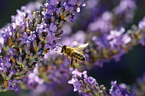 Honey bee (Apis mellifera) in flight, approaching Lavender (Lavandula sp) flowers in garden, Somerset, UK, July.