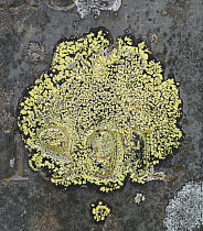 Map Lichen (Rhizocarpon geographicum) in old churchyard, Capel Curig, Snowdonia, north Wales, UK, July.